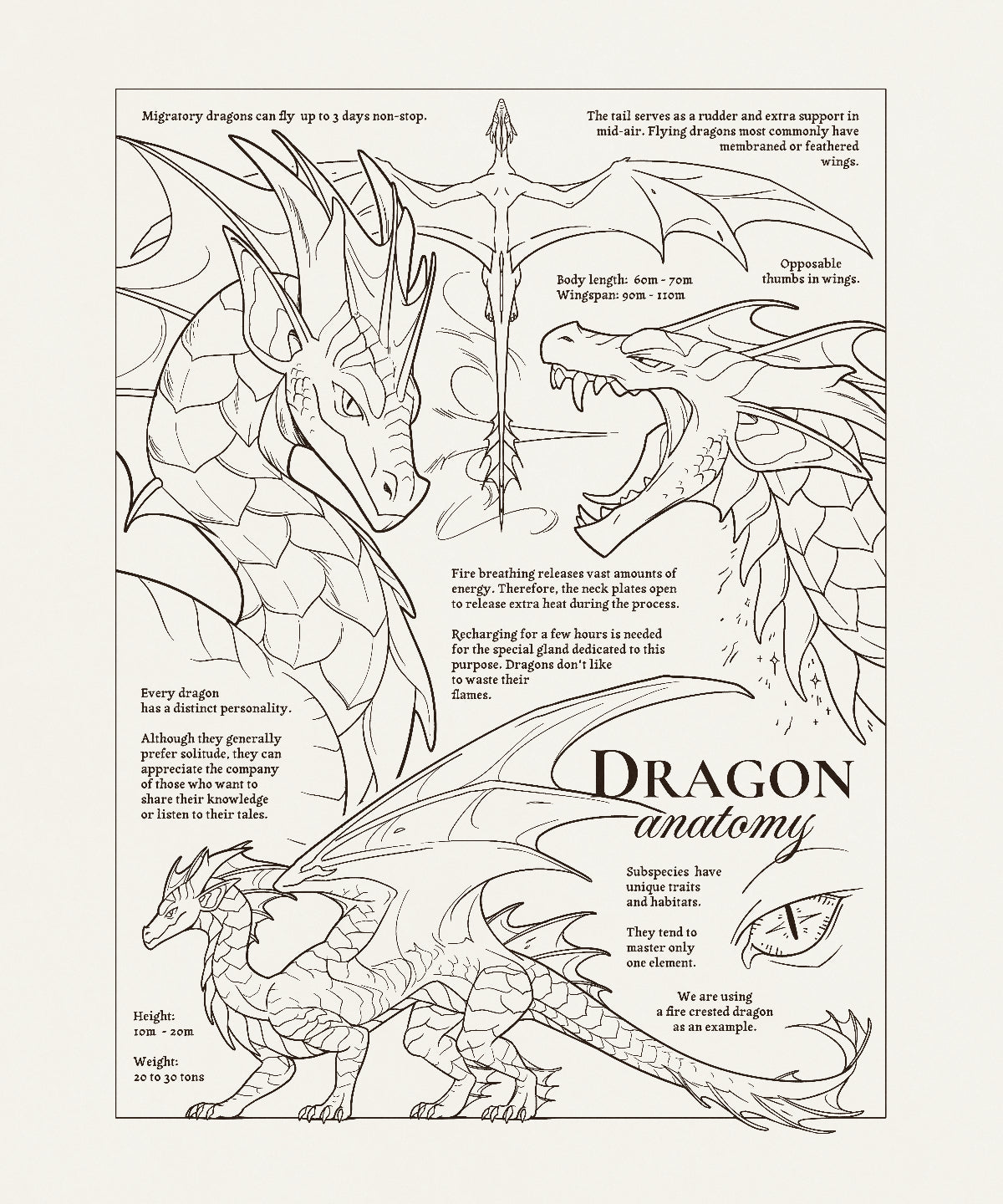 Dragon Anatomy - A4 print